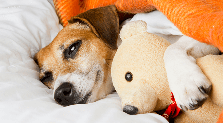 Dog with stuffed animal