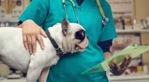 Dog With Doctor