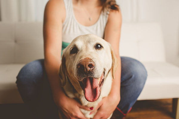 Dog with owner